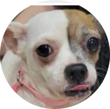 Profile photo of Alice, a dog that was 'rescued' by Humane Society of the Dunes