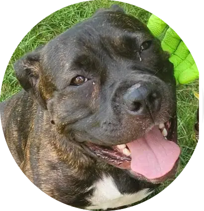 Profile photo of Alma, a dog that was 'rescued' by Humane Society of the Dunes