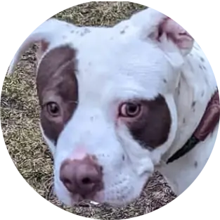 Profile photo of Aric, a dog that was 'rescued' by Humane Society of the Dunes