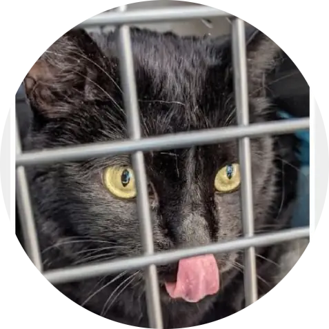 Profile photo of Bagheera, a cat that was 'rescued' by Humane Society of the Dunes