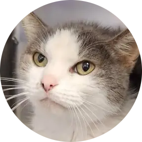 Profile photo of Baloo, a cat that was 'rescued' by Humane Society of the Dunes