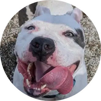 Profile photo of Candi, a dog that was 'rescued' by Humane Society of the Dunes