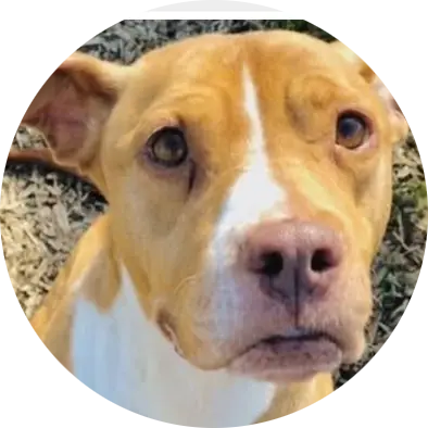Profile photo of Coco, a dog that was 'rescued' by Humane Society of the Dunes