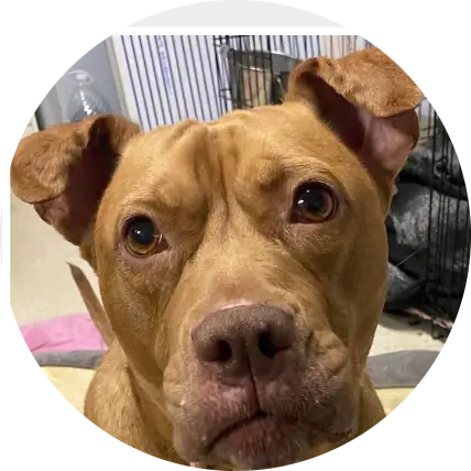 Profile photo of Daisy, a dog that was 'rescued' by Humane Society of the Dunes