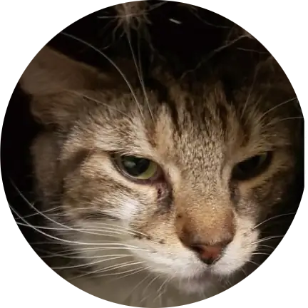 Profile photo of Daniel, a cat that was 'rescued' by Humane Society of the Dunes