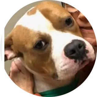 Profile photo of Diego, a dog that was 'rescued' by Humane Society of the Dunes