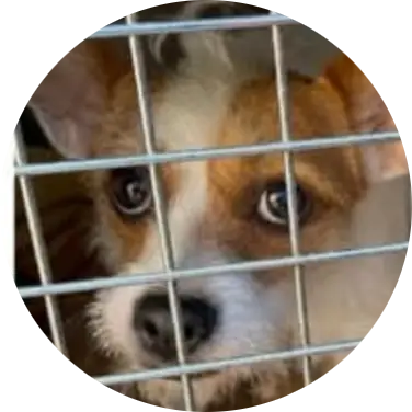 Profile photo of Dorothy AKA "Phylis", a dog that was 'rescued' by Humane Society of the Dunes