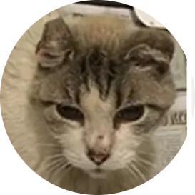 Profile photo of Elsie, a cat that was 'rescued' by Humane Society of the Dunes
