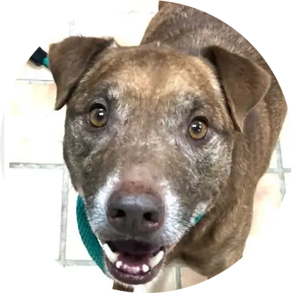 Profile photo of Ethan, a dog that was 'rescued' by Humane Society of the Dunes