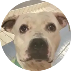 Profile photo of Feather, a dog that was 'rescued' by Humane Society of the Dunes