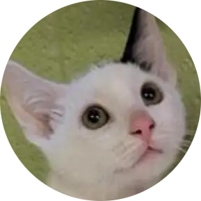 Profile photo of Gerald, a cat that was 'rescued' by Humane Society of the Dunes