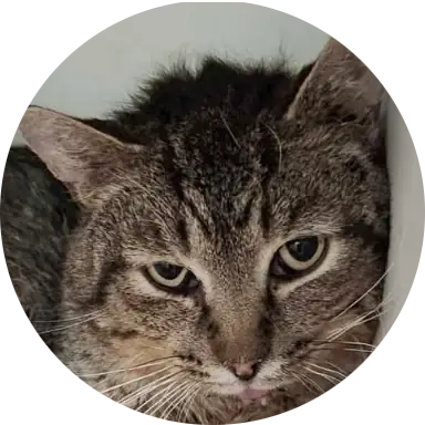 Profile photo of Hopscotch, a cat that was 'rescued' by Humane Society of the Dunes