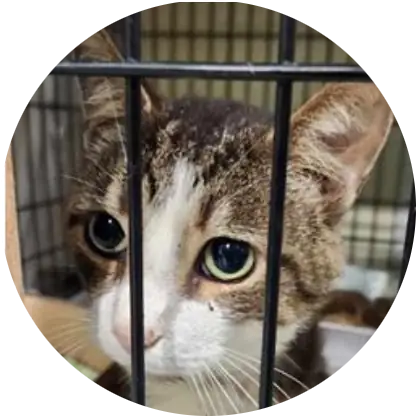 Profile photo of Jasper, a cat that was 'rescued' by Humane Society of the Dunes