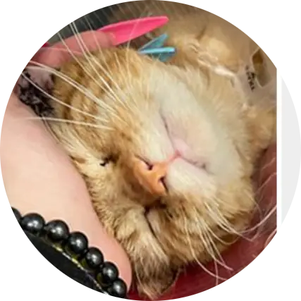 Profile photo of Jeff, a cat that was 'rescued' by Humane Society of the Dunes