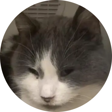 Profile photo of Jill, a cat that was 'rescued' by Humane Society of the Dunes