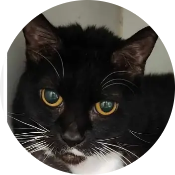 Profile photo of Kat, a cat that was 'rescued' by Humane Society of the Dunes