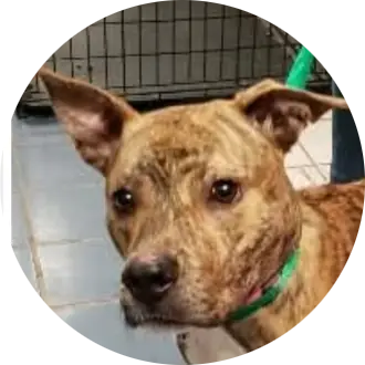 Profile photo of Kenzi, a dog that was 'rescued' by Humane Society of the Dunes