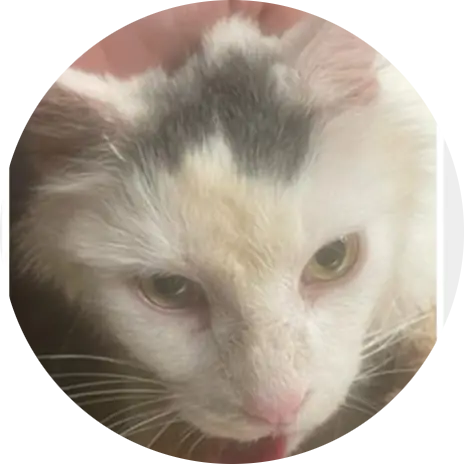 Kitty Man