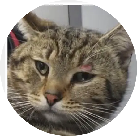 Profile photo of Lucas, a cat that was 'rescued' by Humane Society of the Dunes