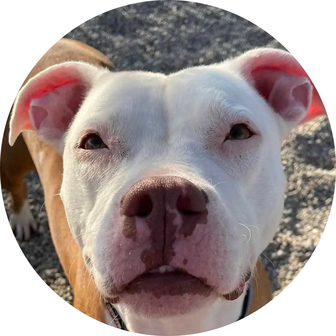 Profile photo of Misty, a dog that was 'rescued' by Humane Society of the Dunes