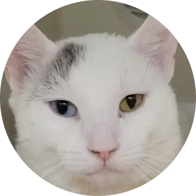 Profile photo of Mochi, a cat that was 'rescued' by Humane Society of the Dunes