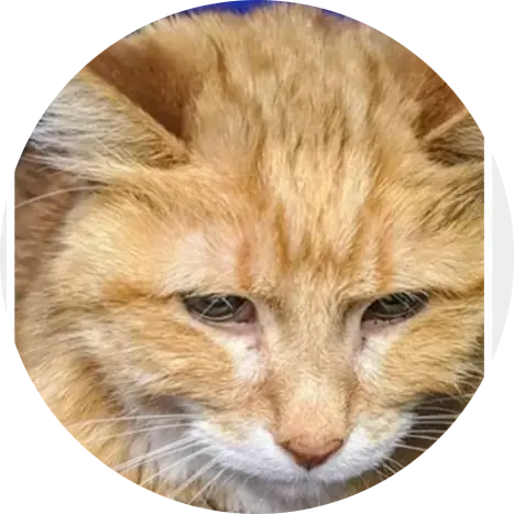 Profile photo of Morris, a cat that was 'rescued' by Humane Society of the Dunes