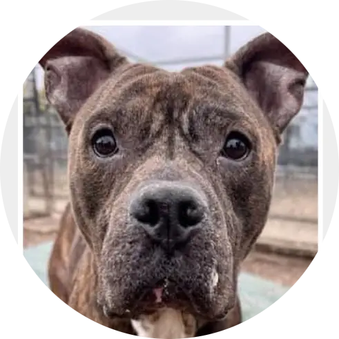 Profile photo of Mr. Handsome, a dog that was 'rescued' by Humane Society of the Dunes