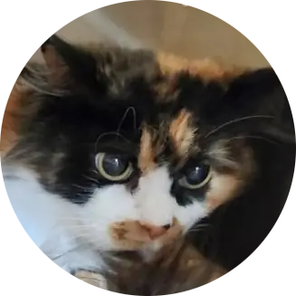 Profile photo of Ms Cali, a cat that was 'rescued' by Humane Society of the Dunes
