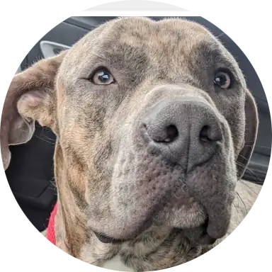 Profile photo of Ned, a dog that was 'rescued' by Humane Society of the Dunes