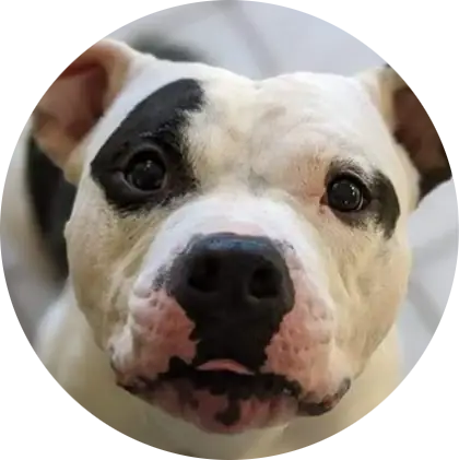 Profile photo of Nino, a dog that was 'rescued' by Humane Society of the Dunes