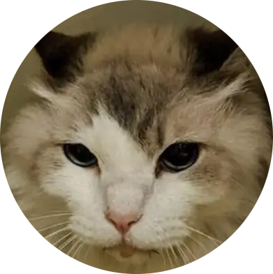 Profile photo of No Name - A306488, a cat that was 'rescued' by Humane Society of the Dunes