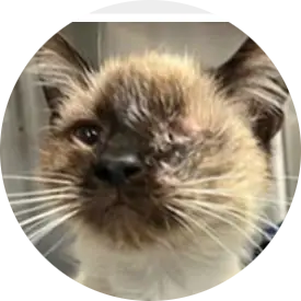 Profile photo of Nugget, a cat that was 'rescued' by Humane Society of the Dunes