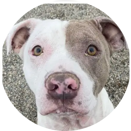 Profile photo of Oppie, a dog that was 'rescued' by Humane Society of the Dunes