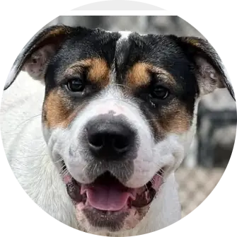 Profile photo of Pansy, a dog that was 'rescued' by Humane Society of the Dunes