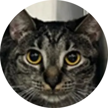 Profile photo of Pearl, a cat that was 'rescued' by Humane Society of the Dunes