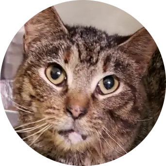 Profile photo of Pudding, a cat that was 'rescued' by Humane Society of the Dunes