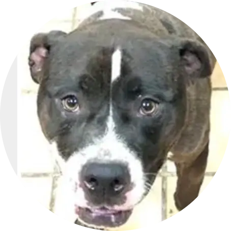 Profile photo of Queenie, a dog that was 'rescued' by Humane Society of the Dunes