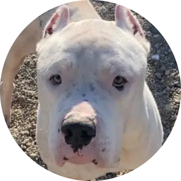 Profile photo of Queso, a dog that was 'rescued' by Humane Society of the Dunes