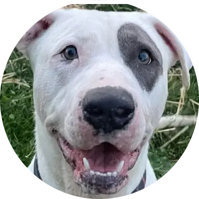 Profile photo of Rootbeer, a dog that was 'rescued' by Humane Society of the Dunes
