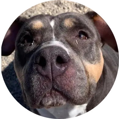 Profile photo of Roxie, a dog that was 'rescued' by Humane Society of the Dunes