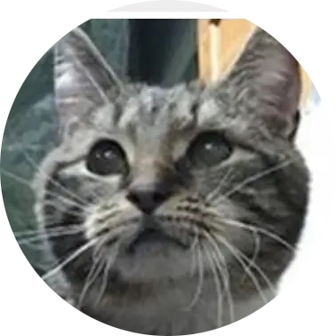 Profile photo of Salo, a cat that was 'rescued' by Humane Society of the Dunes