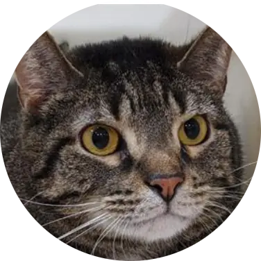 Profile photo of Samantha, a cat that was 'rescued' by Humane Society of the Dunes