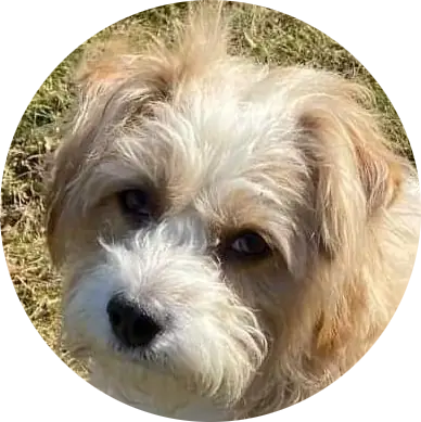 Profile photo of Shayla AKA "Trudy", a dog that was 'rescued' by Humane Society of the Dunes