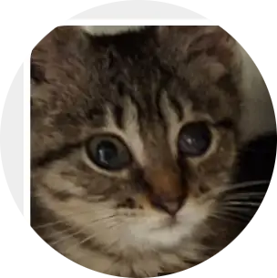 Profile photo of Twizzler & Baconator, a cat that was 'rescued' by Humane Society of the Dunes