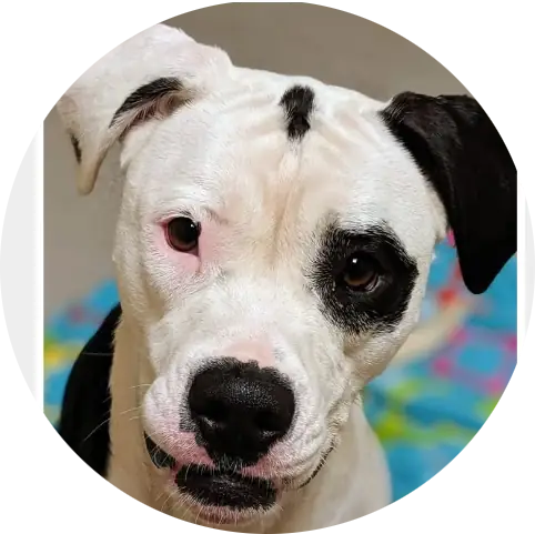 Profile photo of Veronica, a dog that was 'rescued' by Humane Society of the Dunes