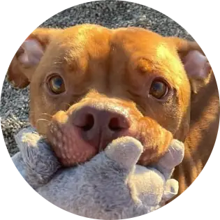 Profile photo of Wesley, a dog that was 'rescued' by Humane Society of the Dunes