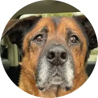 Profile photo of Whiskey, a dog that was 'rescued' by Humane Society of the Dunes