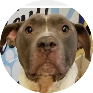 Profile photo of Zeus, a dog that was 'rescued' by Humane Society of the Dunes