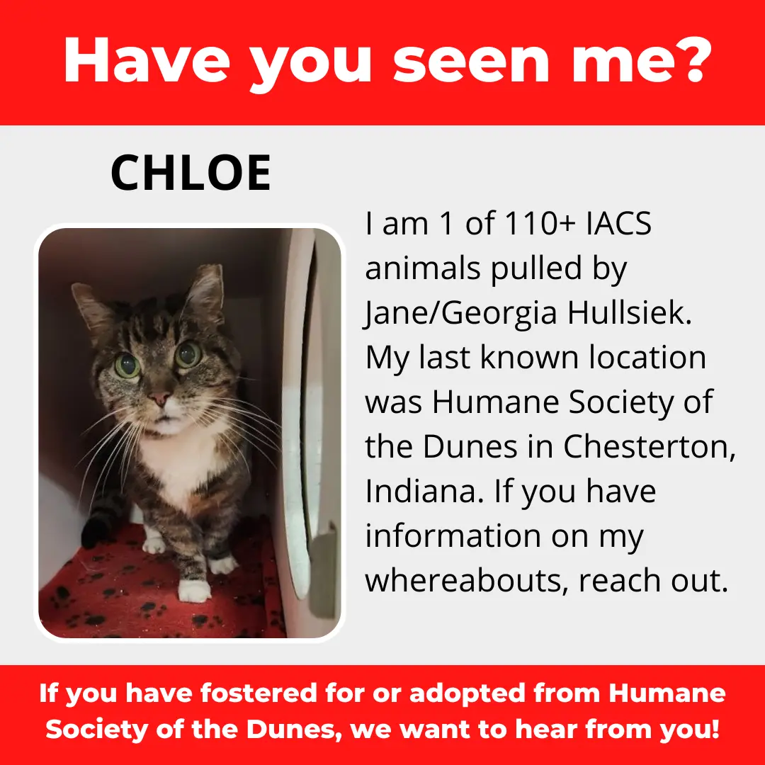 Chloe - a cat that was 'rescued' by the Northwest Indiana (NWI) Humane Society of the Dunes (founded by Jane Hullsiek) in Chesterton.