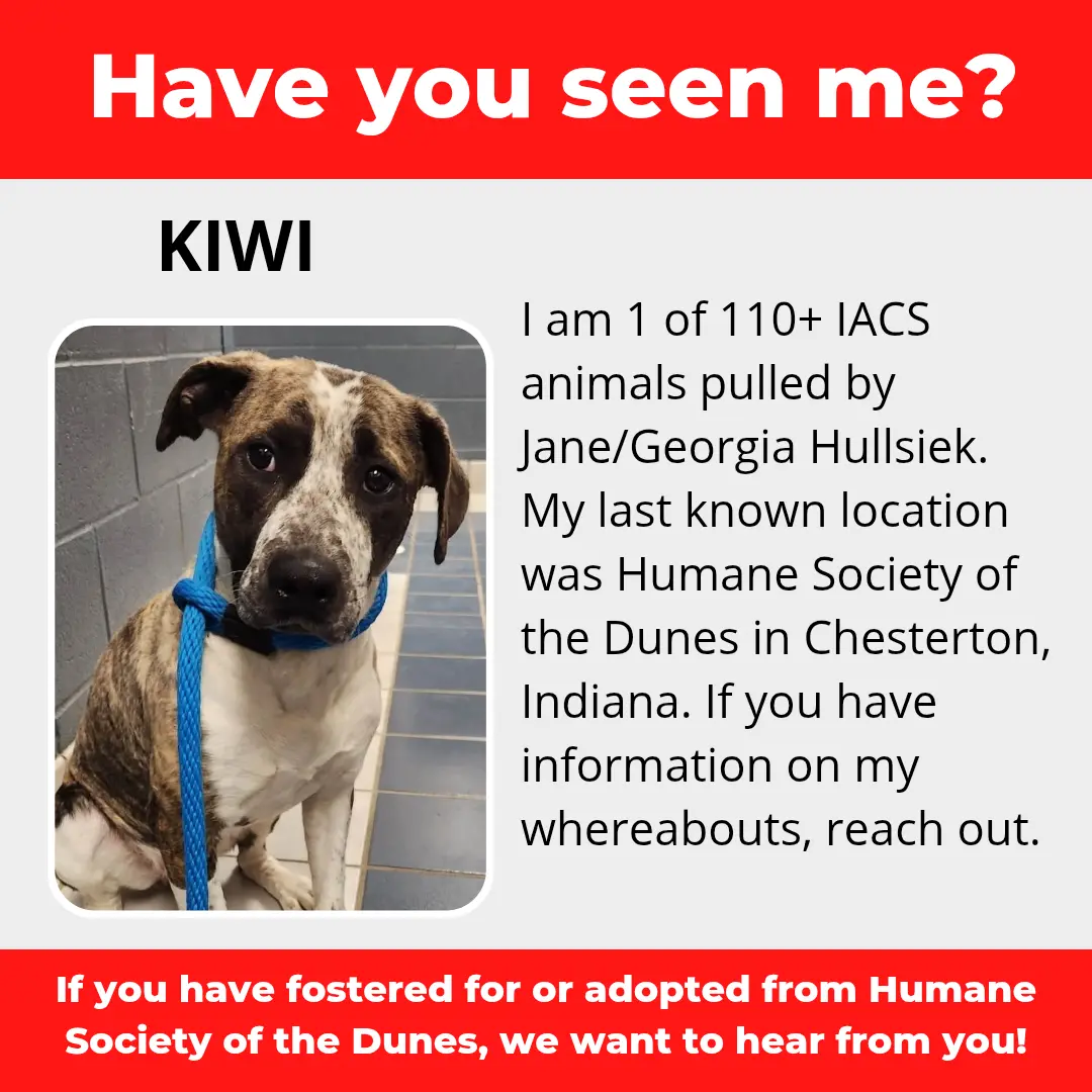 Kiwi - a dog that was 'rescued' by the Northwest Indiana (NWI) Humane Society of the Dunes (founded by Jane Hullsiek) in Chesterton.